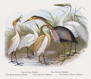 De Kleine Zilverreiger, De Purperreiger, De Koereiger, De Ralreiger, De Grote Zilverreiger door Alexander Francis Lydon