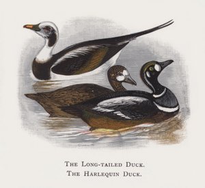 De IJseend, De Harlekijneend