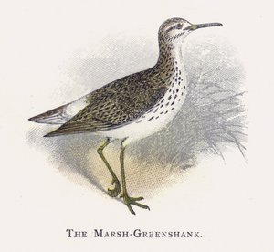 De Moerasruiter