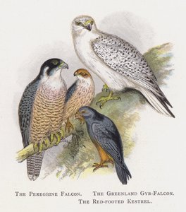 De Slechtvalk, De Groenlandse Giervalk, De Roodpootvalk door Alexander Francis Lydon