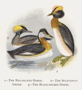 De Roodhalsfuut, De Sclavonische Fuut, De Zwartnekfuut