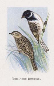 De Rietgors