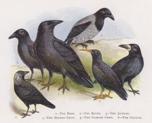 De Roek, De Raaf, De Kauw, De Bonte Kraai, De Zwarte Kraai, De Alpenkraai