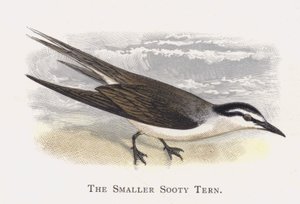 De Kleine Sooty Stern