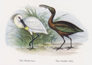 De Lepelaar, De Zwarte Ibis door Alexander Francis Lydon