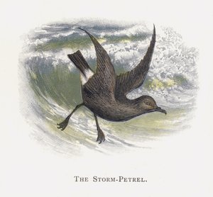 De Stormvogel