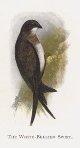 De Witbuikgierzwaluw door Alexander Francis Lydon