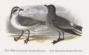 De Witbuikstormvogel, De Madeira Stormvogel door Alexander Francis Lydon