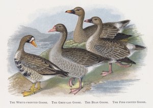 De Rietgans, De Grauwe Gans, De Taigarietgans, De Kleine Rietgans