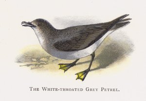 De Witkeelgrijze Stormvogel door Alexander Francis Lydon