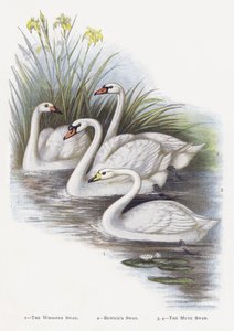 De Wilde Zwaan, De Kleine Zwaan, De Knobbelzwaan door Alexander Francis Lydon