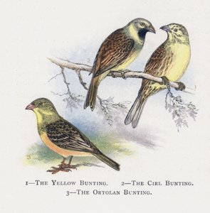 De Gele Gors, De Cirlgors, De Ortolaan