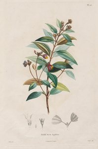 Voyage aux Régions équinoxiales du nouveau continent, fait dans les années 1709 à 1804: Monographie des melastomacées: Nr. 15