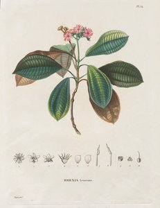Voyage aux Régions équinoxiales du nouveau continent, fait dans les années 1709 à 1804: Monographie des melastomacées: Nr. 54