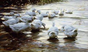 Eenden in ondiep rietwater