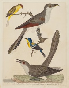Carolina koekoek, zwartbekkoekoek, blauw geelrugzanger, en geel..., pub. 1808-1814 door Alexander Lawson