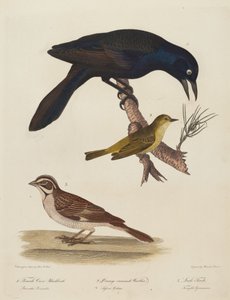 Vrouwelijke kraaizwarte vogel, oranjekroonzanger, leeuwerikvink