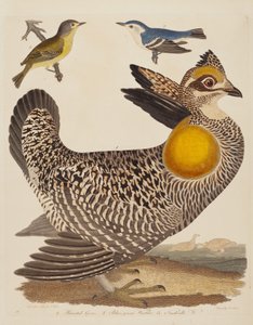 Pinnated Grous, Blauw-groene Zanger en Nashville Zanger, gepubliceerd 1808-1814