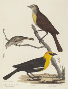 Geelkopmerel, vrouwelijke merel en vrouwelijke Cape May-zanger door Alexander Lawson after Titian Ramsay Peale