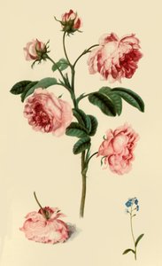 Rosa Provincialis en Vergeet-mij-niet door Alexander Marshal