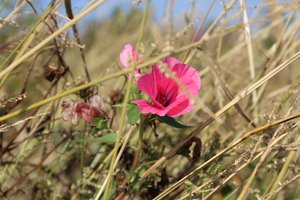 Bloesem in de wind
