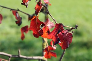 Herfstkleuren