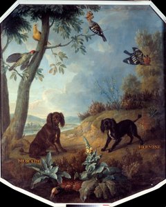 Nootmuskaat en Hermelijn, de honden van Lodewijk XIV (1638-1715). Schilderij door François Desportes (1661-1743) door Alexandre Francois Desportes