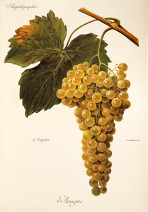Amigne-druif door A. Kreyder door Alexis Kreyder