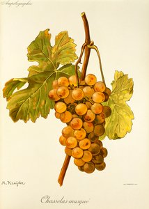 Chasselas Musqué-druif door A. Kreyder