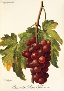 Chasselas Rose Salomon druif