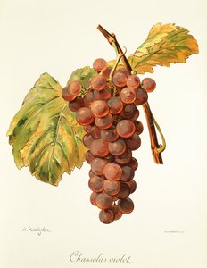 Chasselas Violet druif
