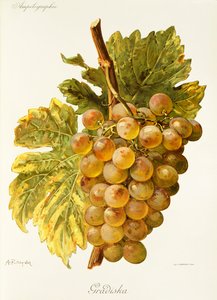 Gradiska druif door A. Kreyder