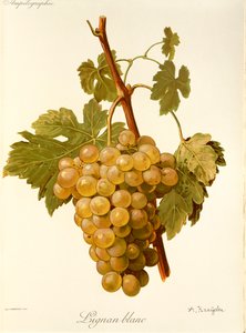 Lignan Blanc druif door A. Kreyder