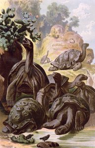 Reuzenschildpadden van de Galapagos-eilanden, uit een natuurhistorisch boek, 1887