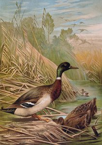 Wilde eenden, illustratie uit een Hongaars natuurhistorisch boek, 1904 door Alfred Brehm