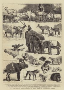 HRH de collectie van Indiase dieren van de Prins van Wales in de dierentuin