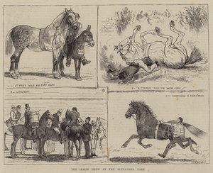 De Paardenshow in het Alexandra Park