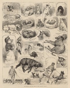 De Kennel Club Hondenshow in het Crystal Palace door Alfred Chantrey Corbould