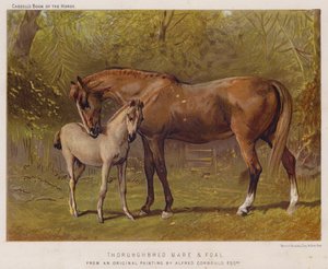 Volbloed Merrie en Veulen door Alfred Chantrey Corbould