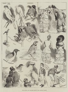 De Kanarie- en Kooi-Vogelshow in het Crystal Palace