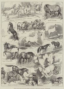Wat kan er gedaan worden met wilde paarden, schetsen in het Royal Aquarium, Westminster