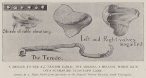 Een Bedreiging voor de All-British Kabel, de Teredo, een Weekdier dat in Onderzeese Telegraaflijnen Vreet door Alfred Hugh Fisher