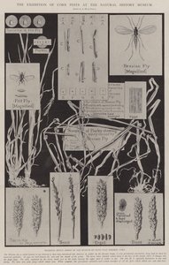 De tentoonstelling van maïsongedierte in het Natuurhistorisch Museum door Alfred Hugh Fisher