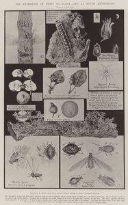 De Tentoonstelling van Plagen voor Plantenleven in South Kensington door Alfred Hugh Fisher