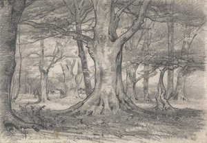 Een boslandschap bij Boldrewood