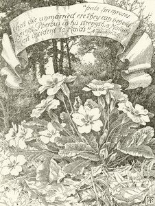 Bleke Sleutelbloemen