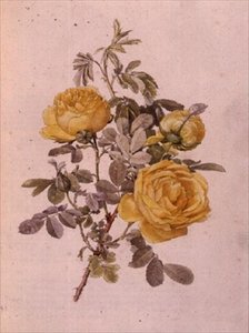 Rosa Genus, No.10, 755, c.1910 door Alfred Parsons