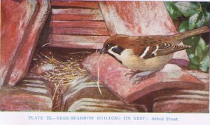 Huismus bouwt zijn nest, illustratie uit British Birds door Kirkman en Jourdain, 1966