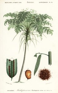 Boomvaren, Cyathea soorten door Alfred Riocreux