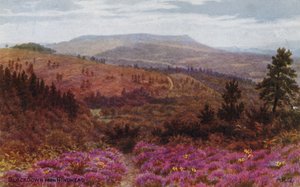 Blackdown vanaf Hindhead